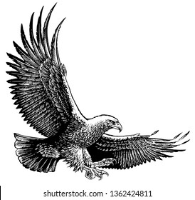 Scratch board illustration of eagle.