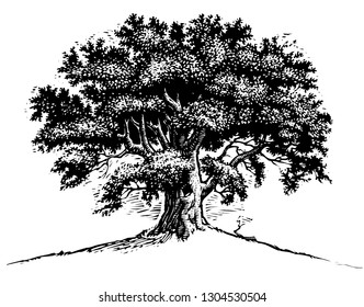 Scratch board illustration of old oak tree.