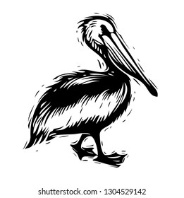 Scratch board illustration of pelican.