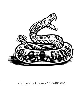 clip art rattle snake