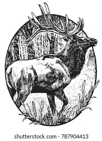 Scratchboard Illustration Of Elk