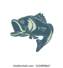 Scratchboard style illustration of a barramundi or Asian sea bass, a species of catadromous fish in family Latidae of order Perciformedone, jumping on scraperboard on isolated background.