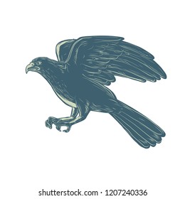 Scratchboard style illustration of northern goshawk bird, a medium-large raptor in the family Accipitridae, flying side done on scraperboard on isolated background.