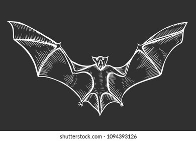 Screaming flying bat with extended wings, hand drawn vector illustration