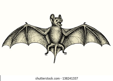 Screaming flying bat with extended wings, hand drawn vector illustration