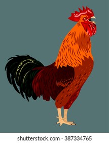 Screaming red rooster