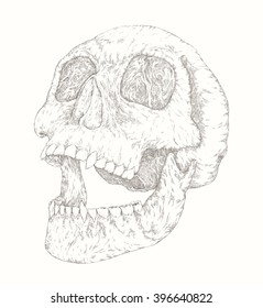 Screaming Vampire skull. Realistic sketch. Retro heraldry drawing, shading. Hand drawn Vector illustration. Halloween concept design.