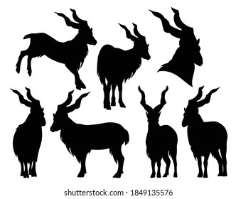 screw horn mountain goat markhor (Capra Falconeri) black and white vector silhouette set - standing and jumping animals outline