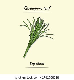 Screw Pine Leaf Ingredients For Some Food, Sketch & Vector Style