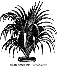 Screw pine together with their terminal crowns of swordlike leaves, give the plants a distinctive appearance, vintage line drawing or engraving illustration.