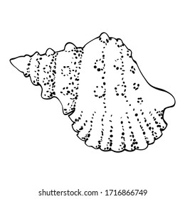 Screw sea shell bursa in a simple style, isolated vector on white background. Black outline and dots texture, stylized as a hand drawing. Can be used as icon or for natural design.