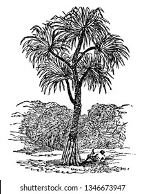 El pino-rosado es un árbol tropical. Están más estrechamente relacionados con las palmeras, las hierbas y algunas orquídeas. Crecen a lo largo de las costas y en lugares pantanosos y bosques de regiones tropicales y subtropicales, añejos