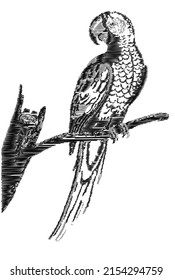 Scribble Art Portrait of a parrot perched on a tree branch. Suitable for printing, screen printing clothes.