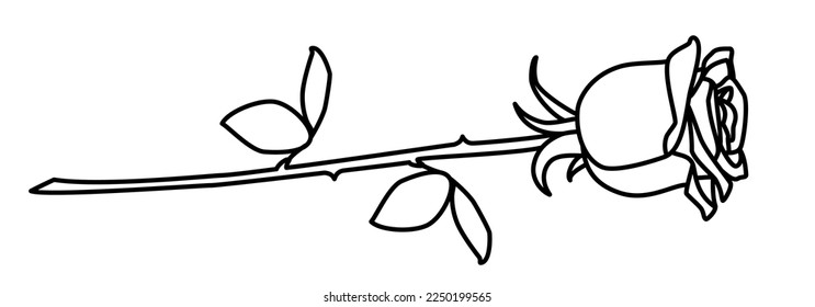 Scribble rose flower hand drawn with thin line