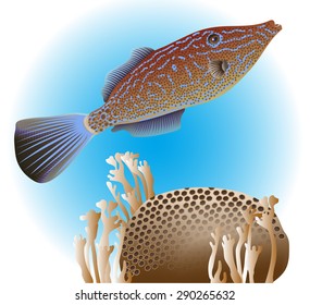 Scribbled Leatherjacket and two kinds of corals. Vector illustration.
