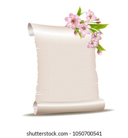 Scroll blank paper with blossoming cherry branch isolated on white background. Vector illustration