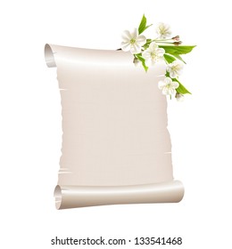 Scroll blank paper with blossoming cherry branch isolated on white background. Vector illustration