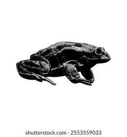 Scrotum Frog hand drawing vector isolated on white background.