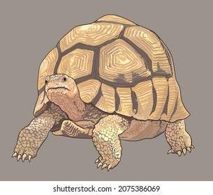 Sculata Tortoise Drawing Beautiful Artillustration Vector Stock Vector ...