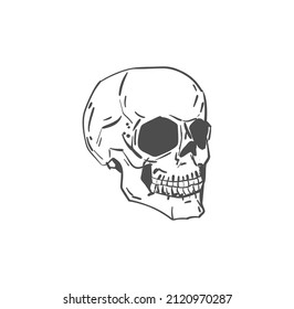 Scull Hand drawing isolated. Skeleton head. Vector illustration
