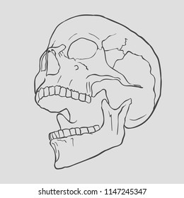 Scull vector illustration