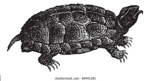 Sculpted turtle (Glyptemys insculpta) or Wood turtle, vintage engraved illustration. Sculpted turtle on white. Trousset encyclopedia (1886 - 1891).