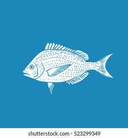 Scup vector illustration