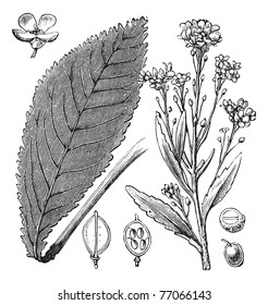 Scurvy-grass or Scurvy Grass or Scurvygrass or Spoonwort or Cochlearia sp., vintage engraving. Old engraved illustration of Scurvy-grass showing flowers and seeds. Trousset Encyclopedia