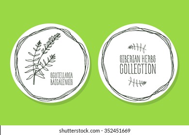 Scutellaria baicalensis - Siberian herbs. Handdrawn Illustration - Health and Nature Set of Tags