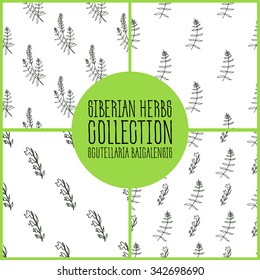 Scutellaria baicalensis - Siberian herbs pattern collection. Handdrawn Illustration - Health and Nature Set