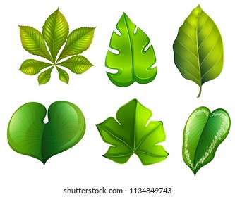 A se of different leaf illustration