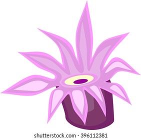 Sea Anemone