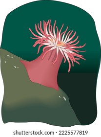 Sea Anemone Polyp Vector Illustration