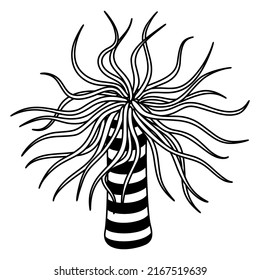Sea anemone vector illustration isolated on white background.