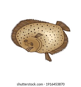 Sea animal fish flounder. Vector stock illustration eps10. Isolate on white background. Hand drawing. 