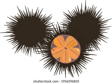 Sea animal illustration (sea urchin) seafood