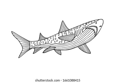Sea animal shark. Coloring book. Vector stock illustration eps 10. hand drawing