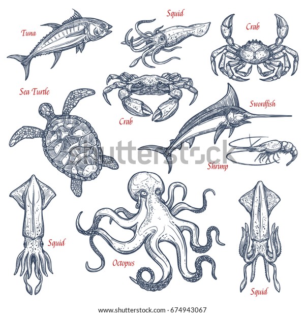 Sea Animal Sketch Set Seafood Fish Stock Vector (Royalty Free ...