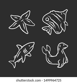 Sea animals chalk icons set. Starfish, butterflyfish, shark, seal. Ocean underwater wildlife. Aquatic fish species. Undersea world. Oceanography and zoology. Isolated vector chalkboard illustrations