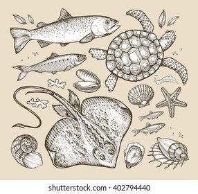 sea animals. hand-drawn sketches fish, trout, herring, turtle, stingray, scallop, anchovy, clam, shell, starfish. vector illustration