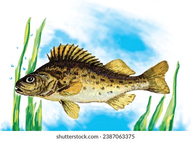 Sea Animals illustration. River or Freshwater Fishю  Ruffe Fish illustrations