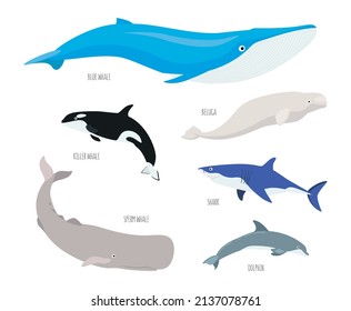 Sea animals set isolated on white background. Underwater inhabitants, dolphin, shark, whales, beluga, sperm whale, killer whale. Flat vector cartoon