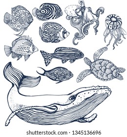 sea animals set, tropical fish, humpback whale, jellyfish octopus, vector hand drawing