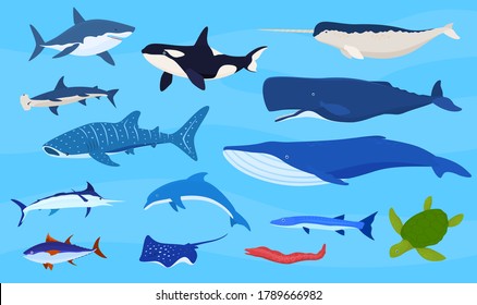 Sea animals, sharks, whales, turtles, dolphins.