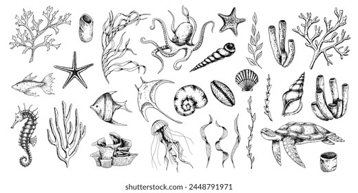 Sea Animals vector set with seaweeds, corals and seashells. Drawing of underwater life with seahorse and turtle in line art style. Engraving of octopus and jelly fish. Graphic etching of manta ray.