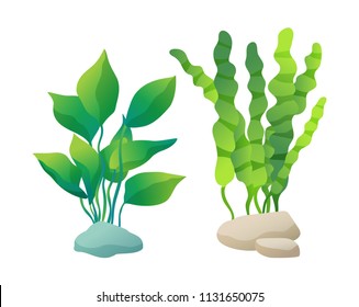 Sea or aquarium algae types vector illustration set on white. Straight and wavy seaweed with large and small leaved, green and violet colored poster.