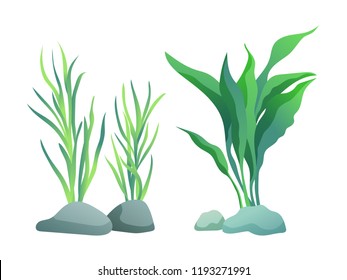 Sea or aquarium algae types vector illustration set on white. Straight and wavy seaweed with large and small leaved, green and violet colored poster.