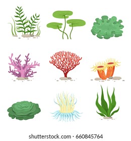 Sea aquatic fauna underwater plants and corals. Vector colorful ocean elements. Marine coral underwater and ocean, nature fauna illustration