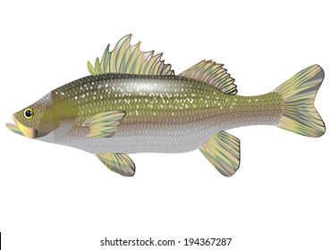sea bass