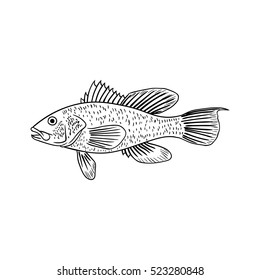 Sea Bass